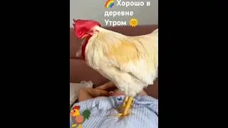 #будильник#умора#позитив #настроение
