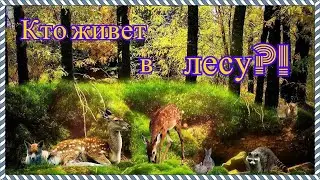 Кто живет в лесу?! Кадры с фотоловушки,2021