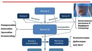 Фибрилляция предсердий