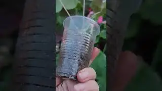 Regarding orders for pelargonium cuttings (see the list of my varieties in the description).