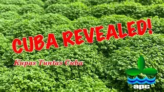 KUPAS TUNTAS “HC Cuba”- PLANT PROFILE