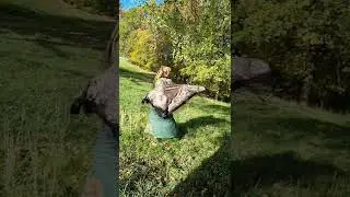 Осенняя сказка