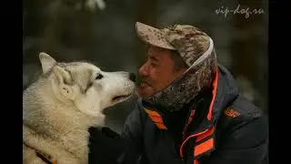vip-dog.ru  Катания на хаски. Катания на собаках. Катания на собачьих упряжках.