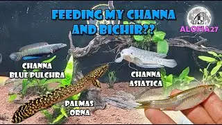 MEMBERI MAKAN PALMAS ORNA DAN CHANA ASIATICA, CHANNA BLUE PULCHRA