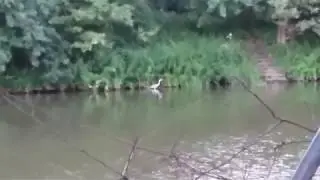 Czapla