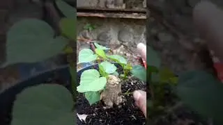 update waru the max bolo#shortsvideo#bahanbonsai#