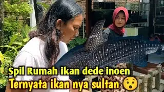 Spil Rumah ikan dede inoen tak di sangka ikan nya ??? #tiktok #viral #barong #shorts #trending