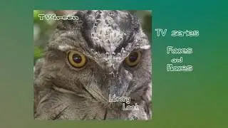 FaunaView: New South Wales - Tawny Frogmouth meets Kangaroo
