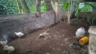 kasih mkan burung