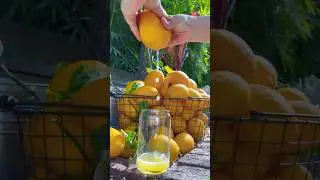 The juiciest homegrown LEMONS