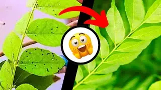 Remove Black Bugs from Plants | Plants se black bugs kaise dur kare
