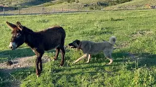 PHENOMENON DONKEY CHASED DOGS