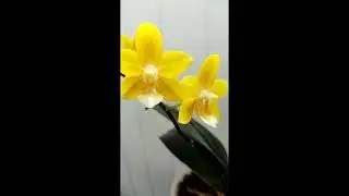Фаленопсис желтый шоколад/Yellow Chocolate