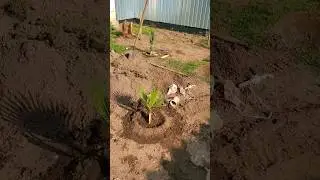 Пальма в открытом грунте