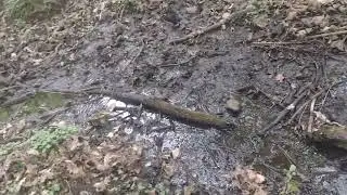 Some interesting discoveries in the woods