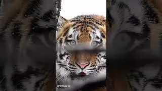Семейство кошачьих: тигр большой и маленький ✨  