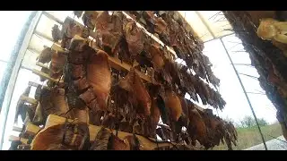 Холодное копчение рыбы