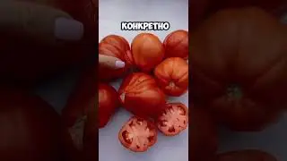 ТОМАТЫ С РЁБРАМИ Самые нежные и сладкие