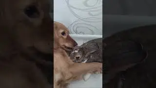 Собака любит кролика 