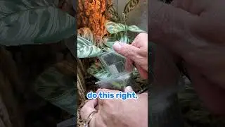 Gecko Gets out?  🦎🦎