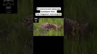 Неофициальный Царь зверей🔥