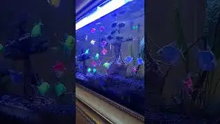 ikan hias glofish tetra BIANG‼️