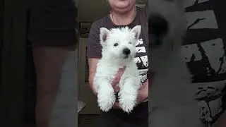 Самые красивые и воспитанные щенки Вест Хайленд