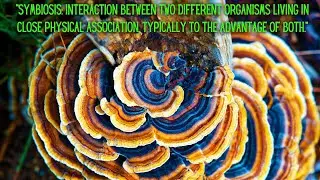 Symbiotic Connections