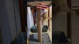 Моня и когтеточка. #котята #когтеточка