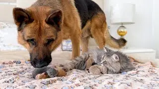 German Shepherd Meets Newborn Kittens with Mom for the First Time!