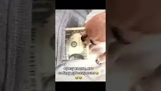 Прикол , собачка тырит деньги