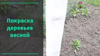 Обработка деревьев весной от вредителей и болезней.#shorts