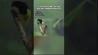Tujuh fakta unik tentang burung cendrawasih raja
