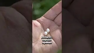 Из САМЫХ маленьких ЯИЦ в мире рождаются…