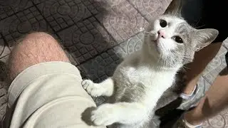 Artur is The Cats Feeding Mother