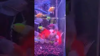 fish koi #fish #viral #ikan #ikan koki