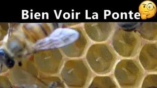 Bien voir la ponte
