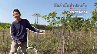 Community way of life EP5 to cut cassava trunk at the farm,Nakhon Phanom Thai.#Jangwa|Jangwachannel.