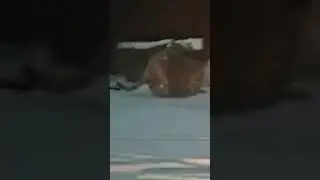 Видео от Центра «Амурский тигр»