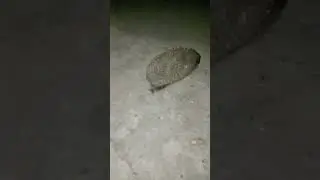 Ещё один друг в гости пришёл.