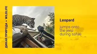 Leopard jumps onto the jeep during safari / Леопард бросается на джип во время сафари