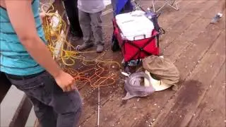 Ventura pier fishing - Pinback shark caught june 22, 2016