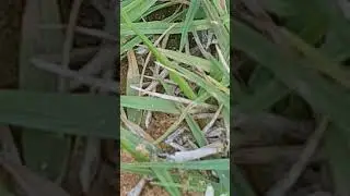 Grass zoom by s7 samsung
