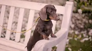 Dachshunds in Didsbury - Pet Photography in Manchester