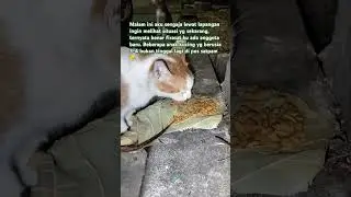 Jika kalian melihat kucing liar yang ada dimana saja tolong berilah mereka makanan