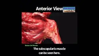 Rotator Cuff Muscles in Action