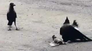 wild animals # Hawk Tries to Kill Cuckoo Bird.