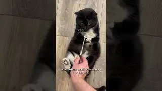 ОЖИРЕНИЕ К КОТА Ч.2 