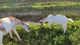 Nigerian Dwarf Goats. Breed characteristics 