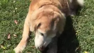 The Benefits of Feeding Green Tripe to Dogs & Cats